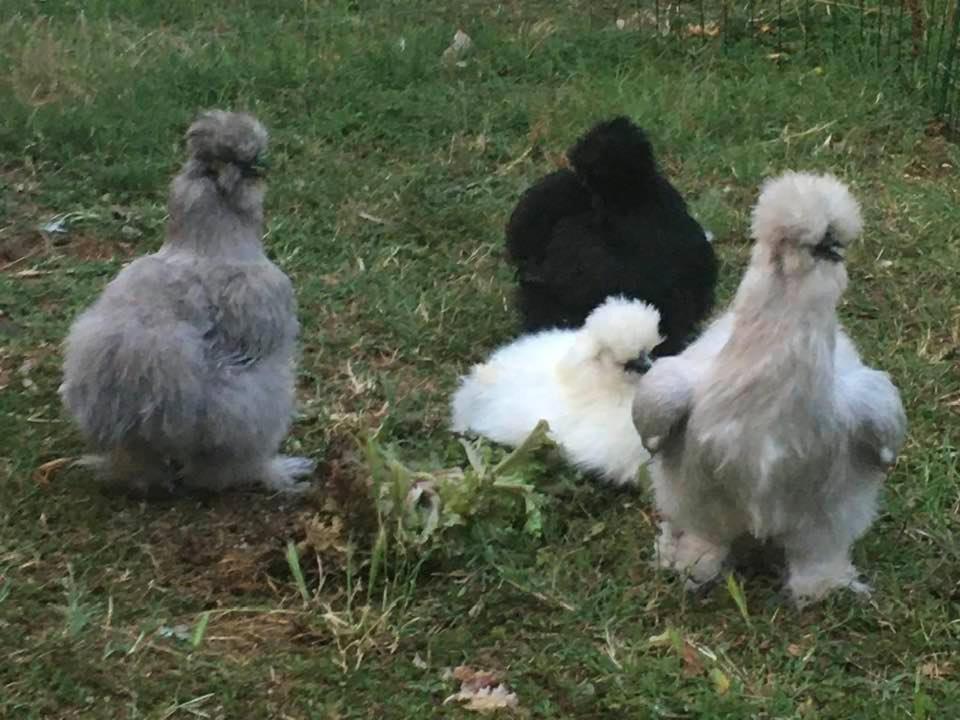 Agriturismo Il Podere Vedelago Con San Bernardo, Alpaca E Una Pentola Di Cose Da Scoprire Exterior photo
