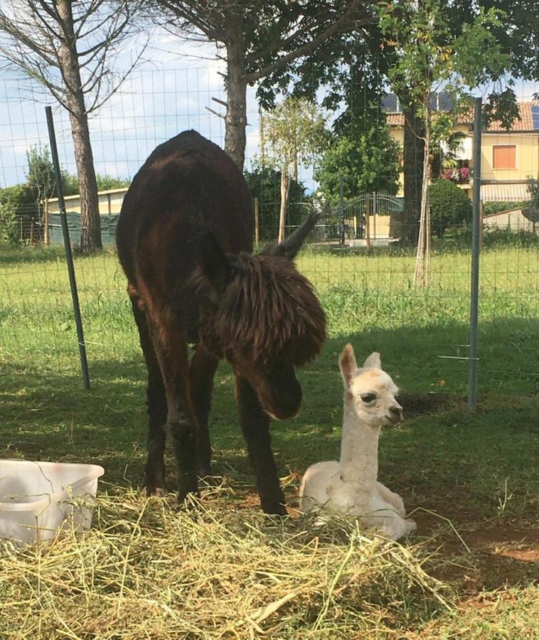 Agriturismo Il Podere Vedelago Con San Bernardo, Alpaca E Una Pentola Di Cose Da Scoprire Exterior photo