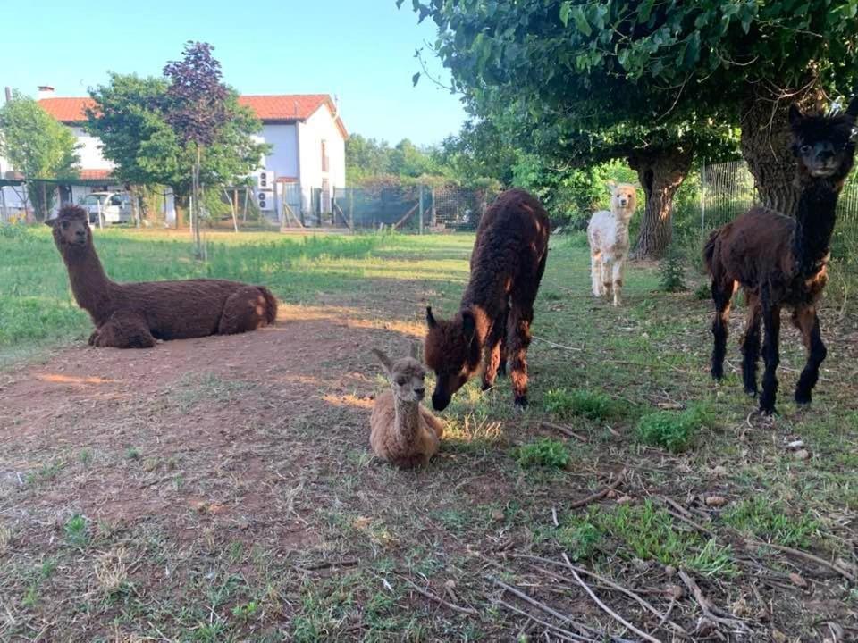 Agriturismo Il Podere Vedelago Con San Bernardo, Alpaca E Una Pentola Di Cose Da Scoprire Exterior photo