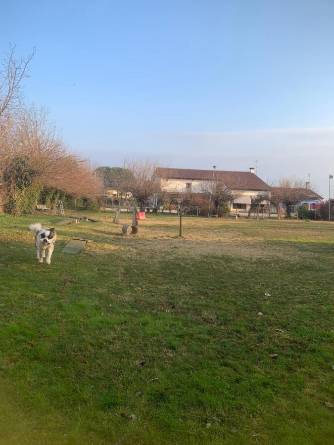 Agriturismo Il Podere Vedelago Con San Bernardo, Alpaca E Una Pentola Di Cose Da Scoprire Exterior photo