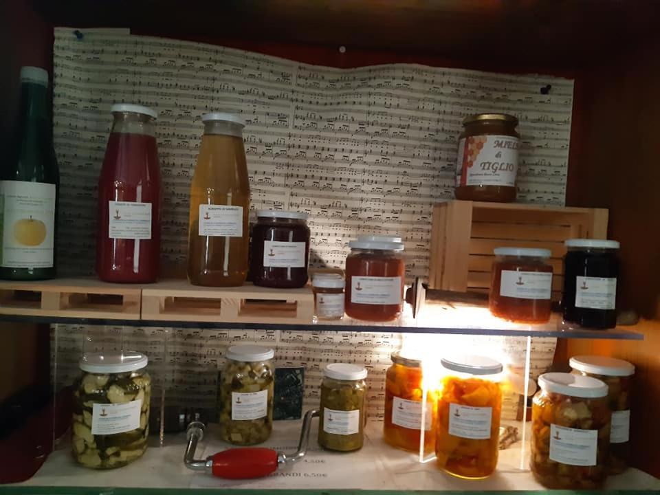 Agriturismo Il Podere Vedelago Con San Bernardo, Alpaca E Una Pentola Di Cose Da Scoprire Exterior photo