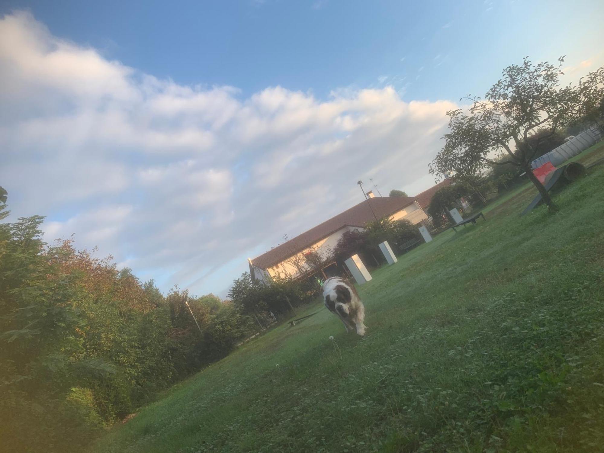 Agriturismo Il Podere Vedelago Con San Bernardo, Alpaca E Una Pentola Di Cose Da Scoprire Exterior photo