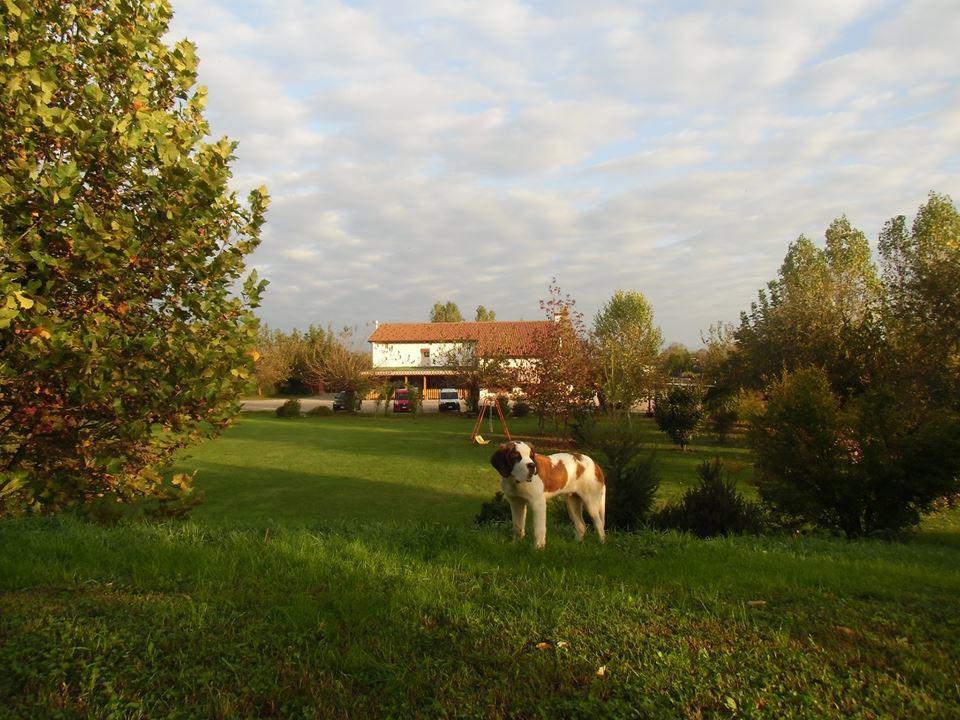 Agriturismo Il Podere Vedelago Con San Bernardo, Alpaca E Una Pentola Di Cose Da Scoprire Exterior photo