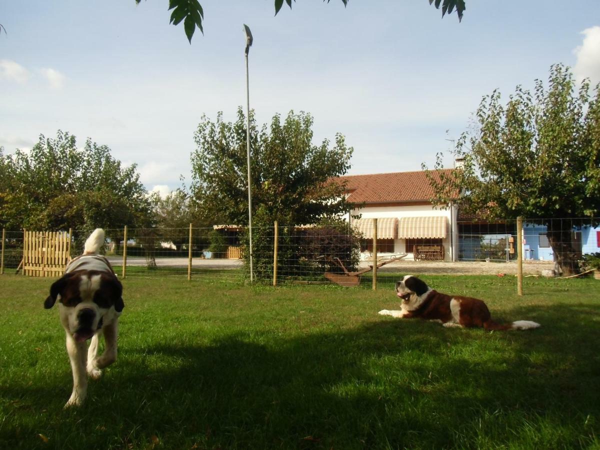 Agriturismo Il Podere Vedelago Con San Bernardo, Alpaca E Una Pentola Di Cose Da Scoprire Exterior photo