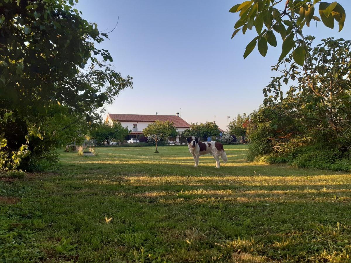 Agriturismo Il Podere Vedelago Con San Bernardo, Alpaca E Una Pentola Di Cose Da Scoprire Exterior photo